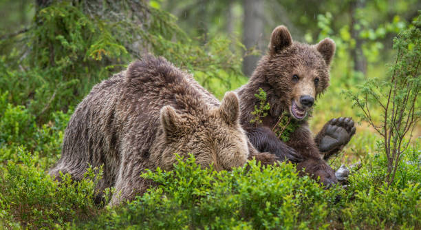 istock She-Bear and cub in the summer pine forest. 1204074318