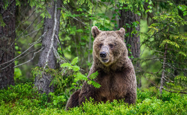 istock Brown bear in the summer forest. Green forest natural background. 1204074359
