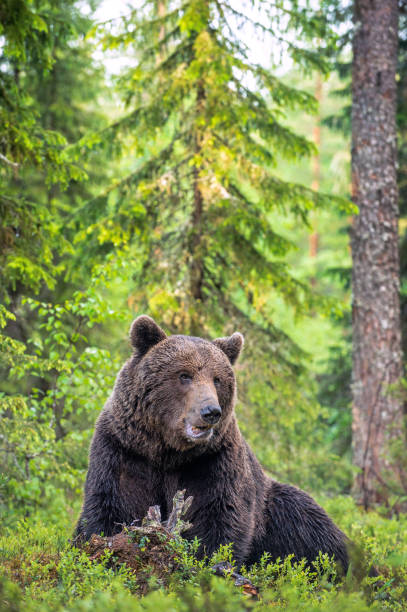istock Brown bear in the summer forest. Green forest natural background. 1204074442