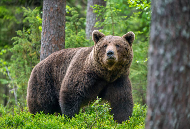 istock Brown bear in the summer forest. Green forest natural background 1204074468