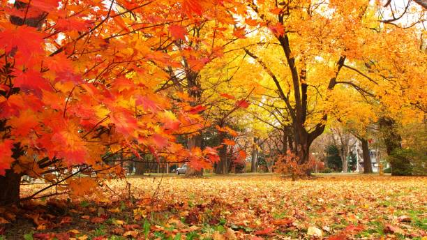 tintura nel tardo autunno - tree area japanese fall foliage japanese maple autumn foto e immagini stock