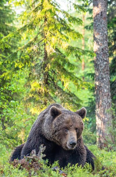 istock Brown bear in the summer forest. Green forest natural background. 1204074556