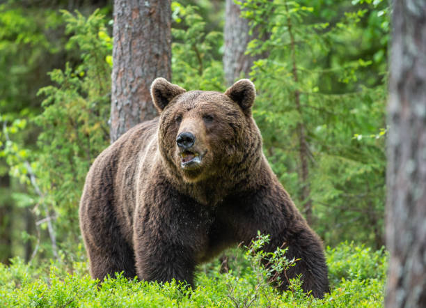 istock Brown bear in the summer forest. Green forest natural background 1204074559