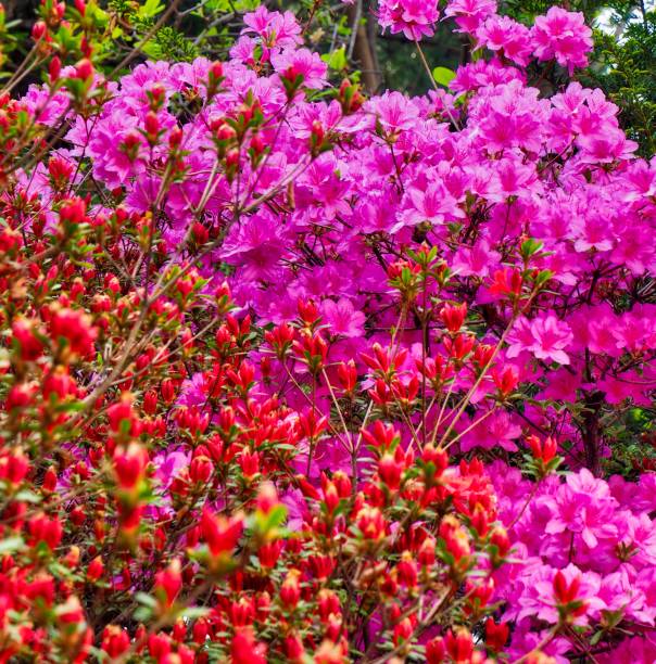 istock Azalea Flower Field in Korea 1204074571