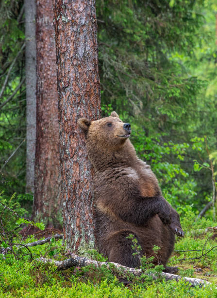 istock Brown Bear sitting leaning against a tree in a summer forest 1204074584