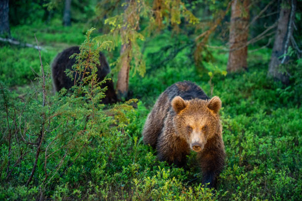istock Cub of Brown Bear in the  summer forest. 1204074587