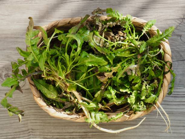 istock Korean food ingredients Capsella bursa-pastoris, Shepherd's purse 1204074591