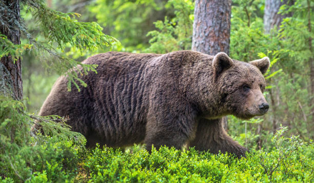 istock Brown bear in the summer forest. Green forest natural background 1204075156