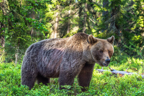 istock Brown bear in the summer forest. Green forest natural background 1204076201