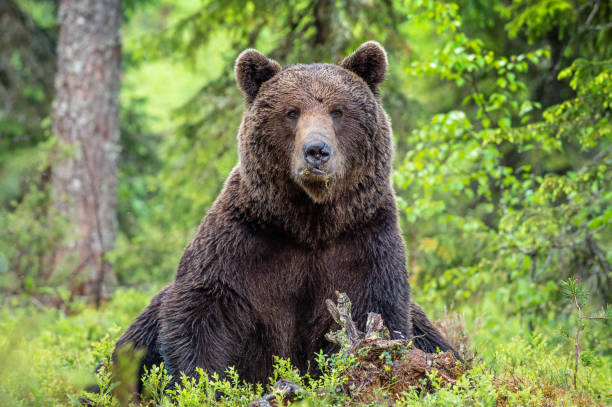 Brown bear in the summer forest. Green forest natural background