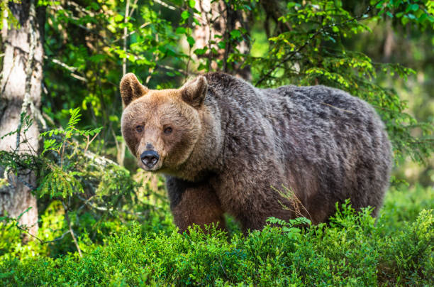 Brown bear in the summer forest. Green forest natural background
