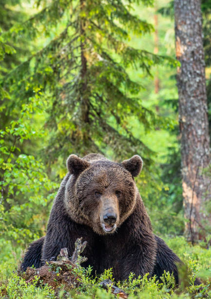 istock Brown bear in the summer forest. Green forest natural background. 1204076249