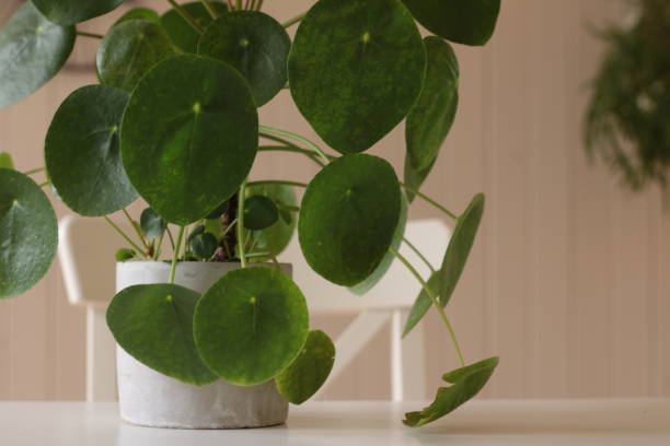 istock Large dark leafed resfreshing indoor plant greenery in a decorative ceramic pot, flourishing in a well lit modern home 1204079014
