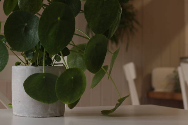 Large dark leafed resfreshing indoor plant greenery in a decorative ceramic pot, flourishing in a well lit modern home