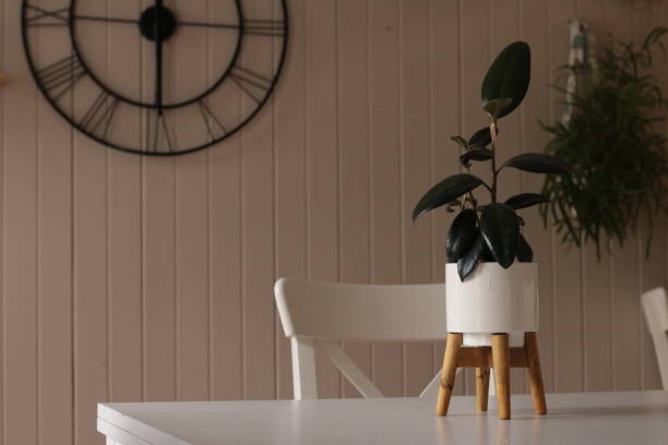 istock Large dark leafed resfreshing indoor plant greenery in a decorative ceramic pot, flourishing in a well lit modern home 1204079189