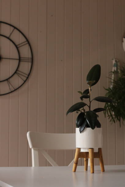 istock Large dark leafed resfreshing indoor plant greenery in a decorative ceramic pot, flourishing in a well lit modern home 1204079199