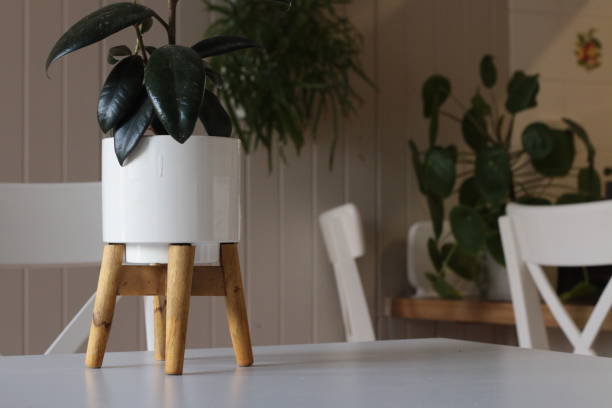 istock Large dark leafed resfreshing indoor plant greenery in a decorative ceramic pot, flourishing in a well lit modern home 1204079220