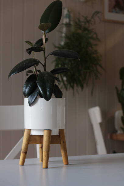 istock Large dark leafed resfreshing indoor plant greenery in a decorative ceramic pot, flourishing in a well lit modern home 1204079232