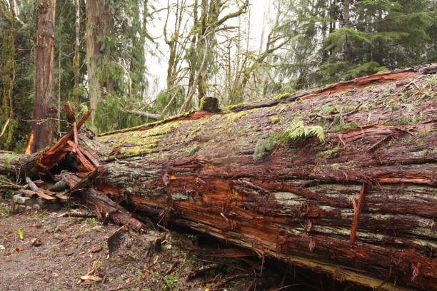 Large Cedar Tree That Fell In The Forest A large old growth cedar tree that fell in a windstorm in the forest fallen tree photos stock pictures, royalty-free photos & images