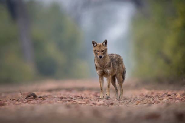 Golden Jackal This was shot in Bharatpur, Keoladeo National Park, Rajasthan. jackals stock pictures, royalty-free photos & images