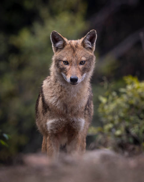 istock Golden Jackal portrait 1204084950