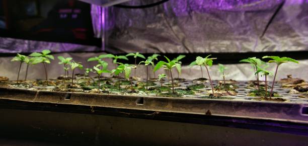 istock Many Small Marijuana (Cannabis) Plants Grow in Pots underneath Artificial Light in an Indoor Growing Facility (Hemp) 1204090276