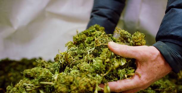 A Caucasian Man's Hands Picking up a Handful of Dry, Untrimmed Marijuana (Cannabis) Buds in an Indoor Growing Facility (Hemp) A Caucasian Man's Hands Picking up a Handful of Dry, Untrimmed Marijuana (Cannabis) Buds in an Indoor Growing Facility (Hemp) marijuana herbal cannabis stock pictures, royalty-free photos & images