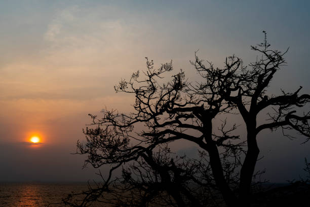 Silhouette of Tree without leaves and Beautiful sunset.