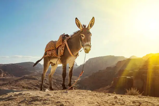 Photo of Donkey in Petra ancient town. Donkey portrait close up,