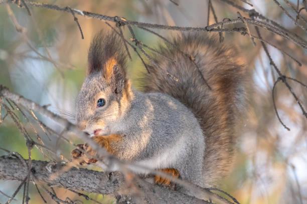 istock The squirrel sits on a branches in the winter or autumn 1204097463