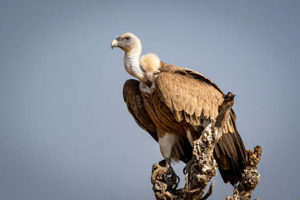 griffon vautour ou griffon eurasien ou gyps fulvus à la cour de dumping de la réserve de conservation de jorbeer, bikaner, rajasthan, inde - bikaner photos et images de collection