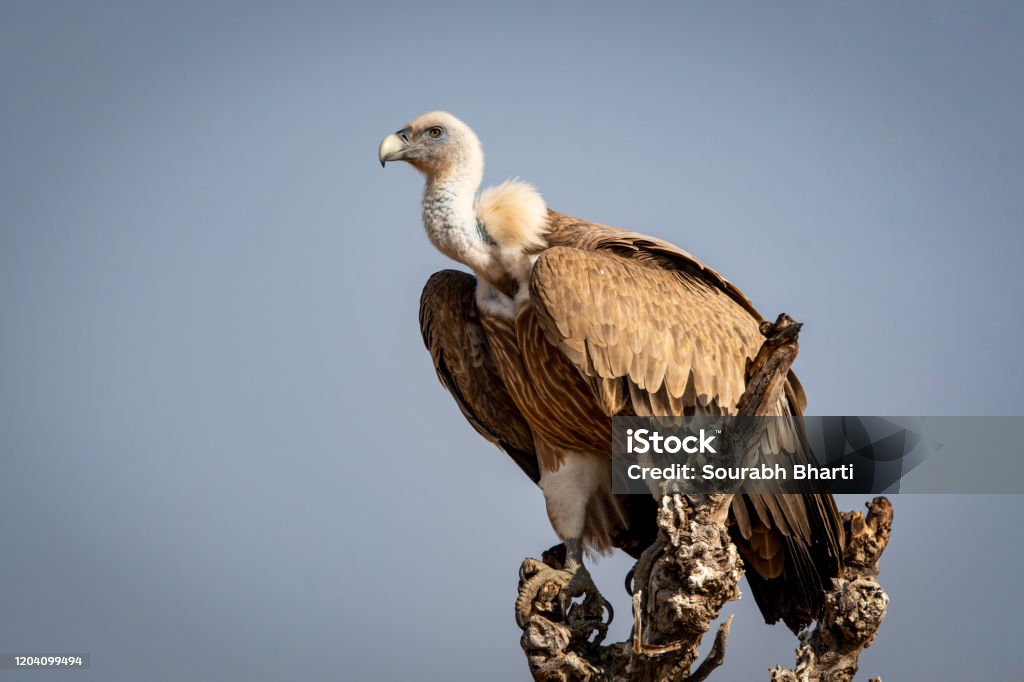 Griffon vulture or Eurasian Griffon or Gyps fulvus at dumping yard of jorbeer conservation reserve , bikaner, Rajasthan, India Vulture Stock Photo