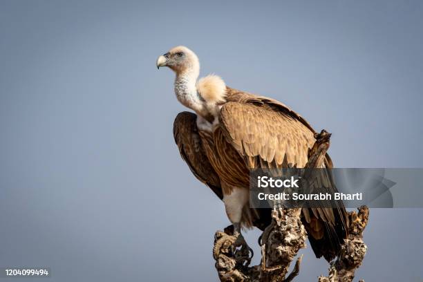 Griffon Vulture Or Eurasian Griffon Or Gyps Fulvus At Dumping Yard Of Jorbeer Conservation Reserve Bikaner Rajasthan India Stock Photo - Download Image Now