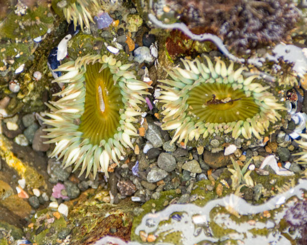 istock Two Green sea anemones underwater open 1204099925