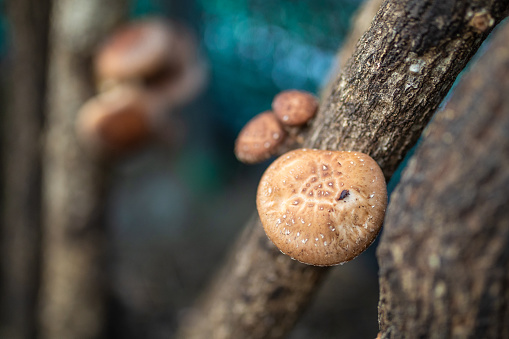 A close up of fresh Shitake mushrooms growing on a log in Japan.