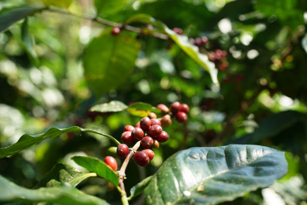 istock Red coffee beans on the coffee branch with green leaves 1204102529