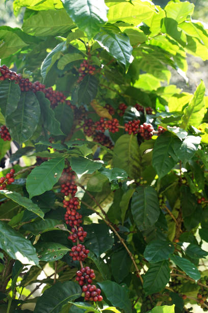 istock Red coffee beans on the coffee branch with green leaves 1204102530