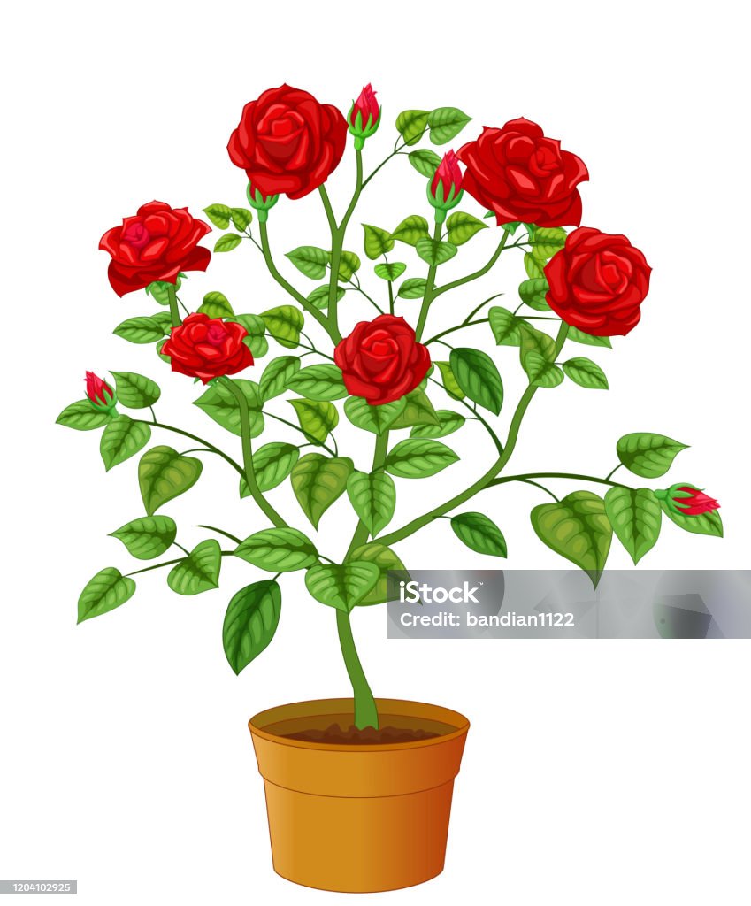 Ilustración de Hermosa Rosa Roja Flor Hiedra Planta Dibujos Animados y más Vectores Libres de Derechos de Alegre - iStock Ilustración de Hermosa Rosa Roja Flor Hiedra Planta Dibujos Animados y más Vectores Libres de Derechos de Alegre - iStock