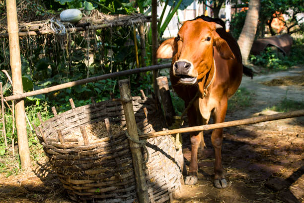Domestic cows stock photo Domestic cows in rural background, stock photo. cow dung stock pictures, royalty-free photos & images