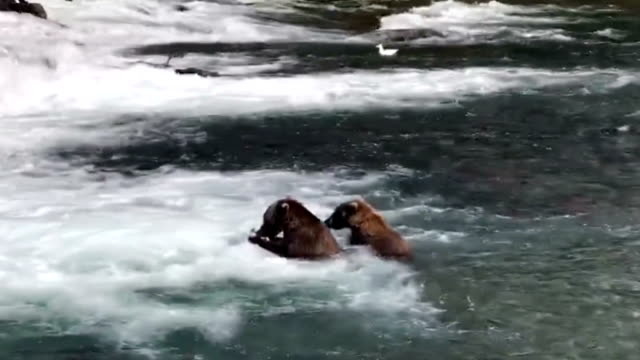Grizzly bears fishing in the river