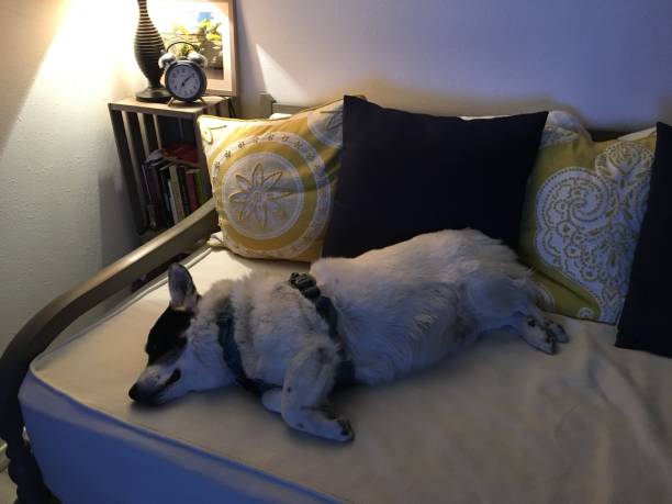 istock Dog on the day bed 1204106159