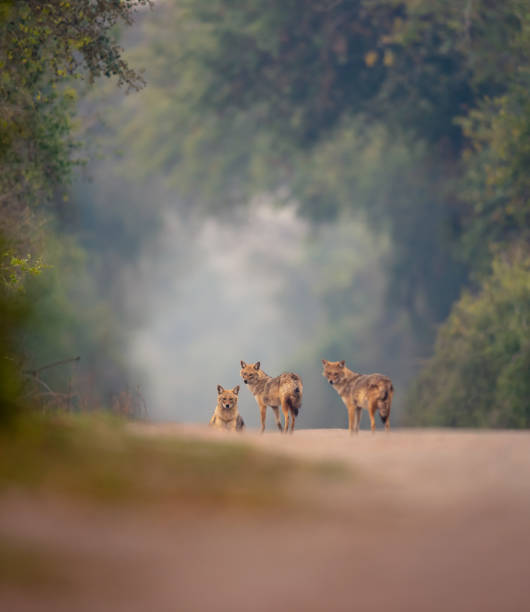 istock Indian golden Jackal 1204110026