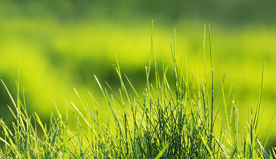 Sunny spring meadow, blades of grass close-up, panoramic view