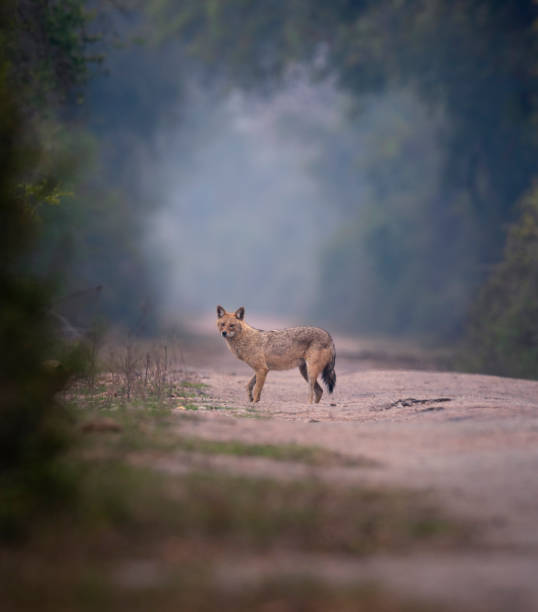 istock Indian golden Jackal 1204111035