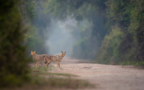 istock Indian golden Jackal 1204111039