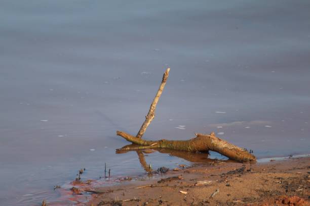 istock Sticks fallen on the edge of a muddy lake 1204111305