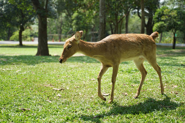istock Sleepy face Chital standing on the green lawn 1204111372
