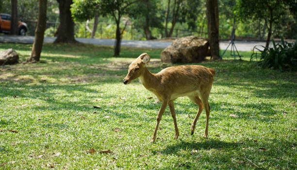 istock Sleepy face Chital standing on the green lawn 1204111373