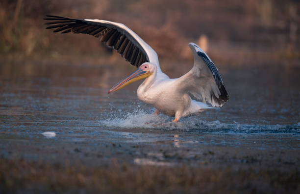 greater white pelican landing - pelican landing imagens e fotografias de stock