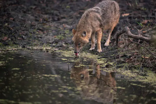 The golden jackal (Canis aureus) is a wolf-like canid that is native to Southeast Europe, Southwest Asia, South Asia, and regions of Southeast Asia.The golden jackal's coat can vary in color from a pale creamy yellow in summer to a dark tawny beige in winter. It is listed as Least Concern on the IUCN Red List due to its widespread distribution and high density in areas with plenty of available food and optimum shelter.